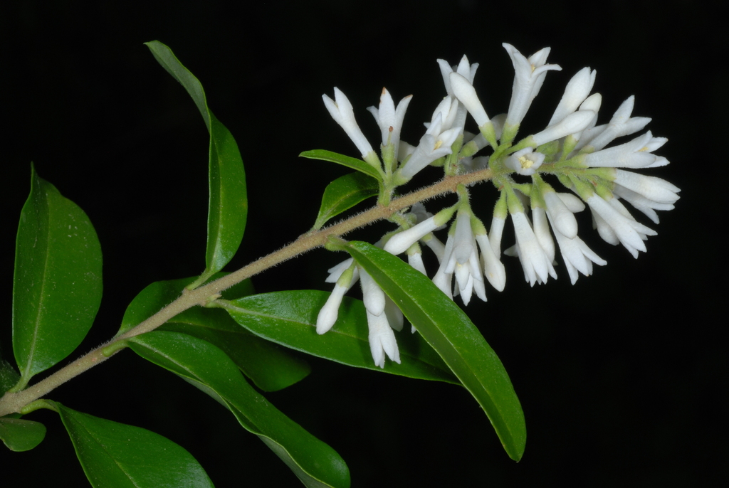 Border Privet reference