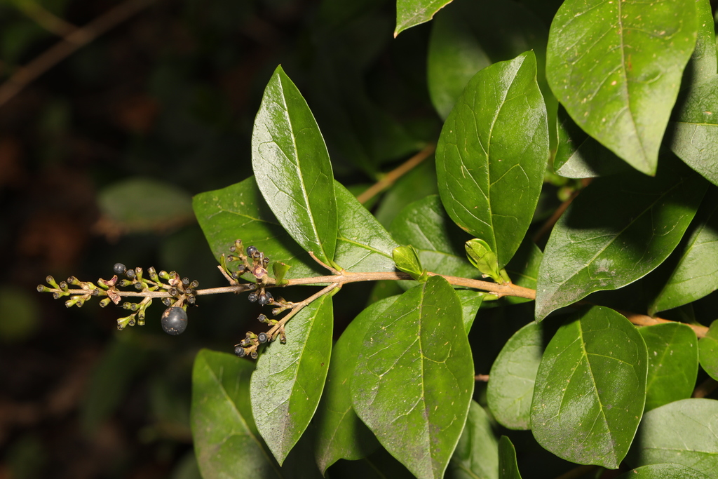 garden privet reference