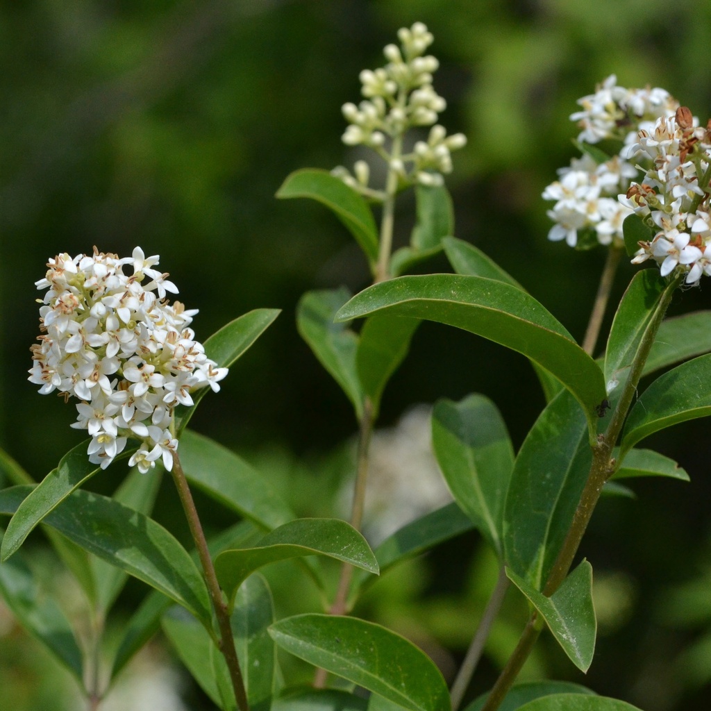 Common Privet reference
