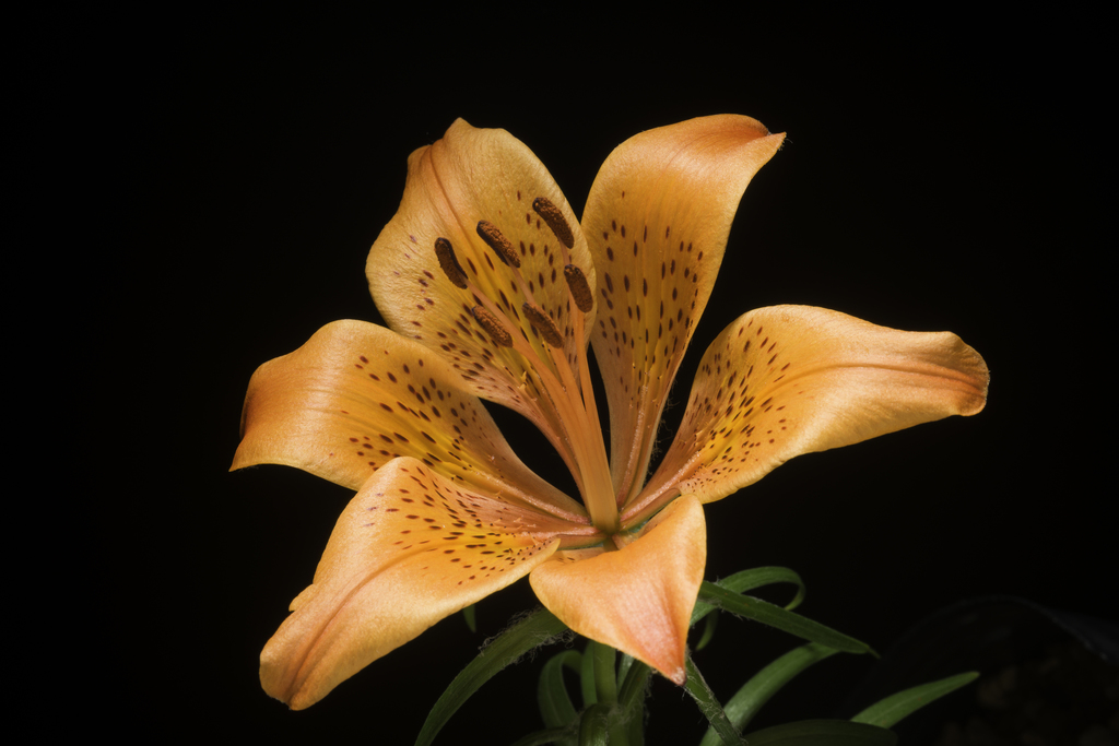 fire lily reference