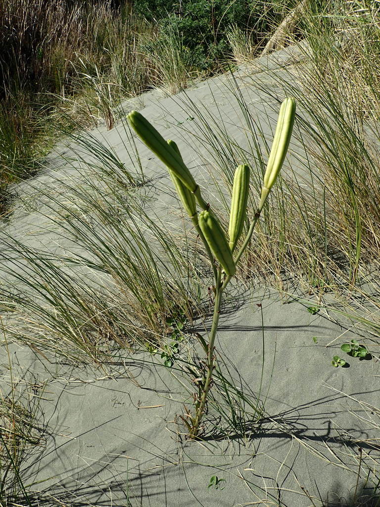 Formosa lily reference
