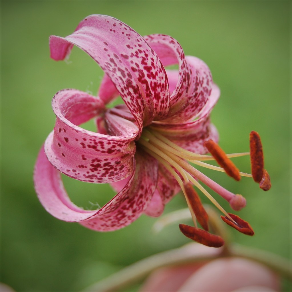 Lilium Hybr reference