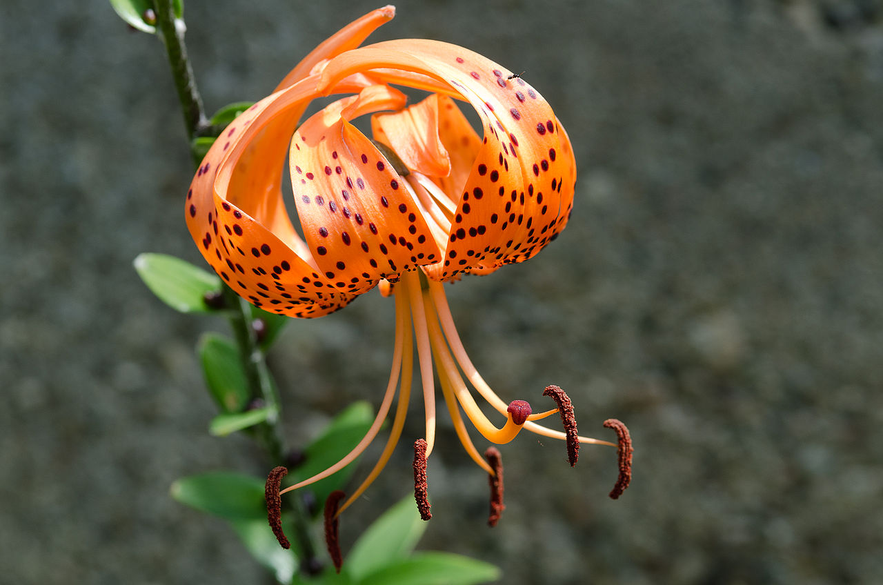 tiger lily reference