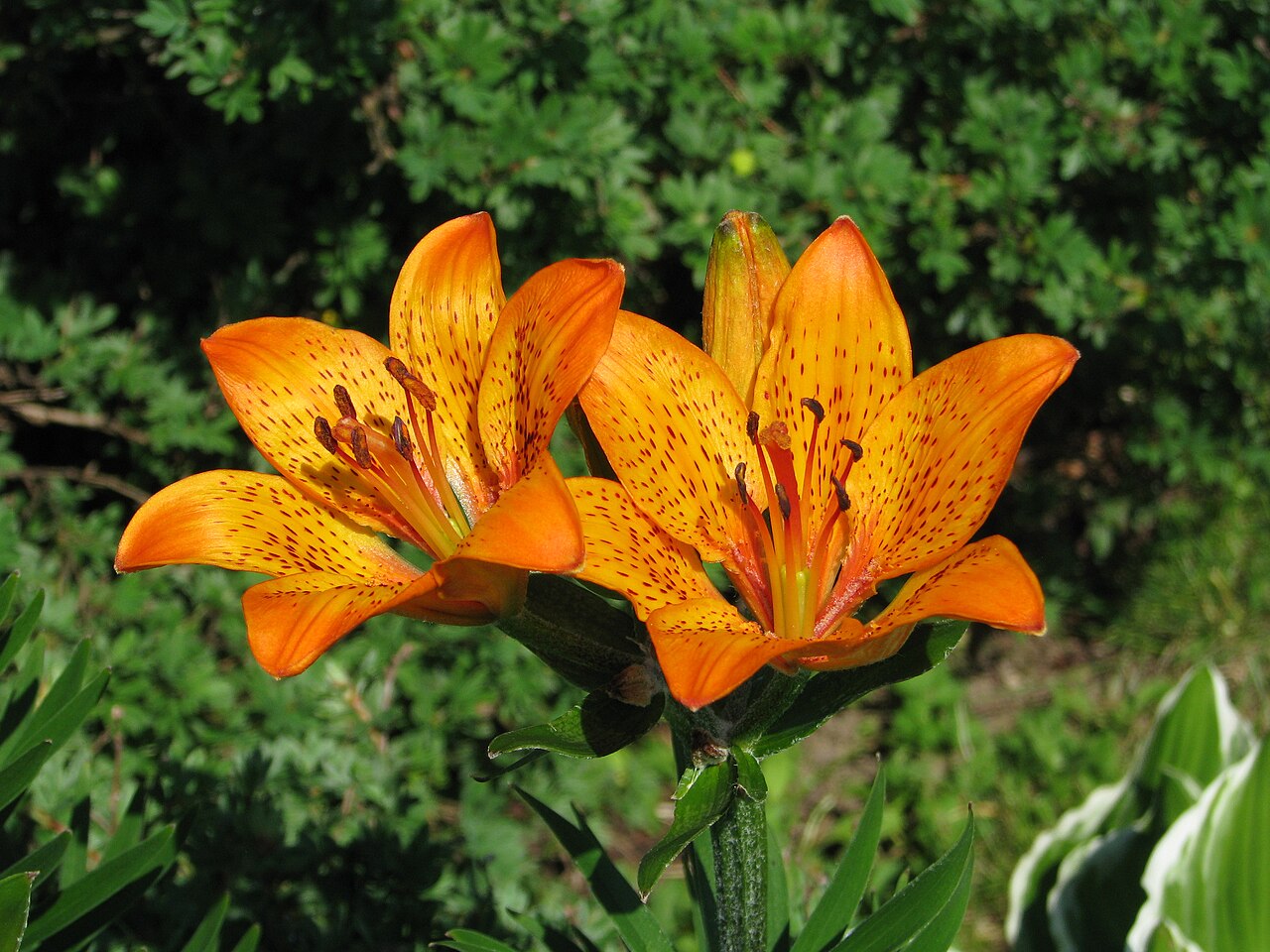 Siberian Lily reference
