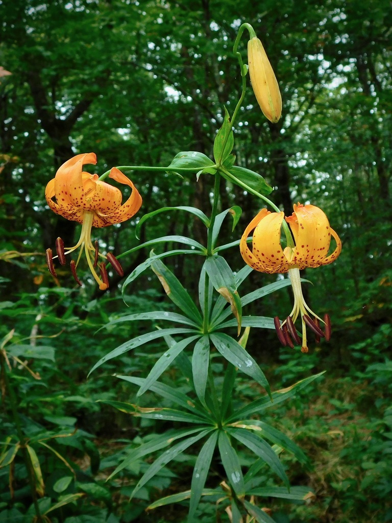 Turk's-cap lily reference
