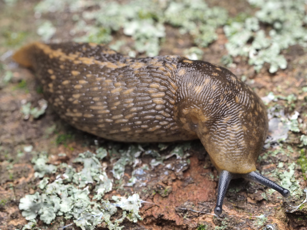 Yellow Cellar Slug reference