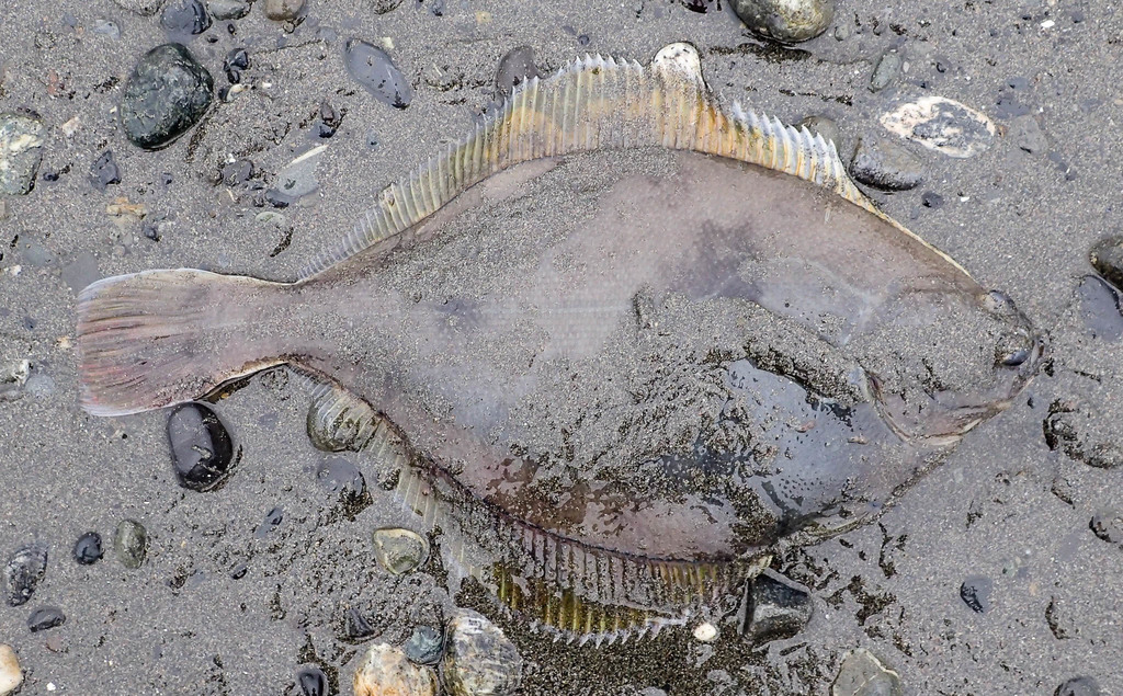 Yellowfin Sole reference