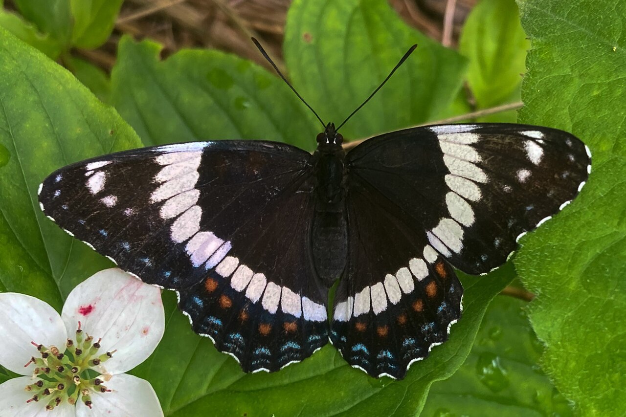 Red-spotted Purple reference