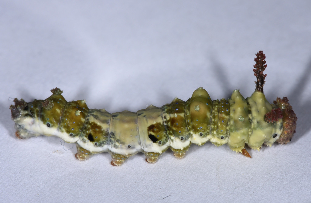 Lorquin's Admiral reference