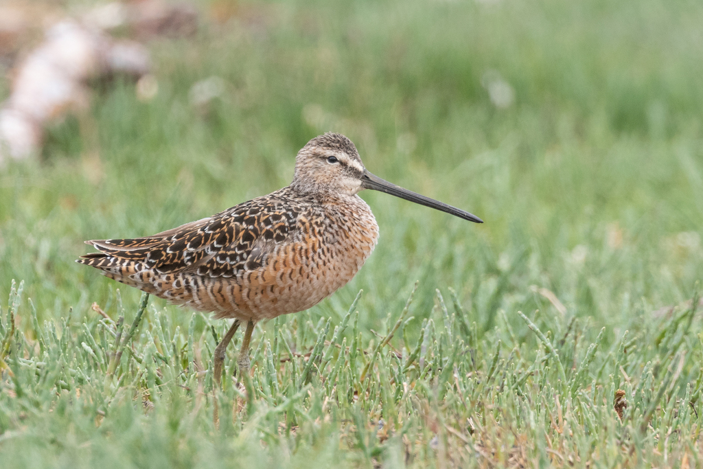 Long-billed Dowitcher reference