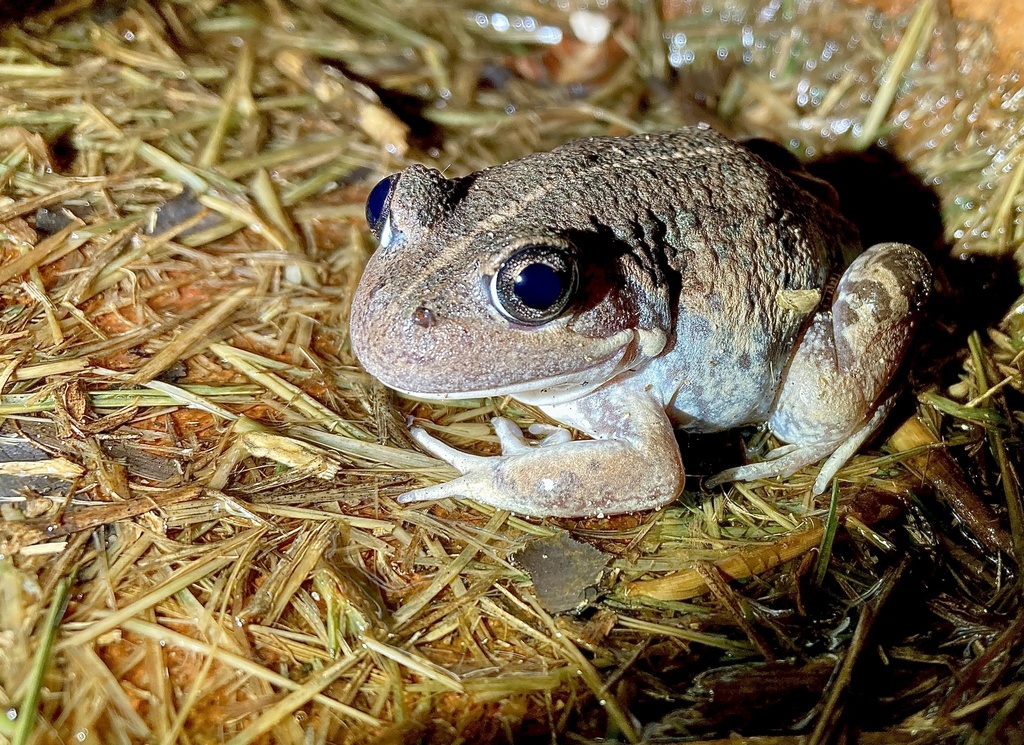 Western Banjo Frog reference