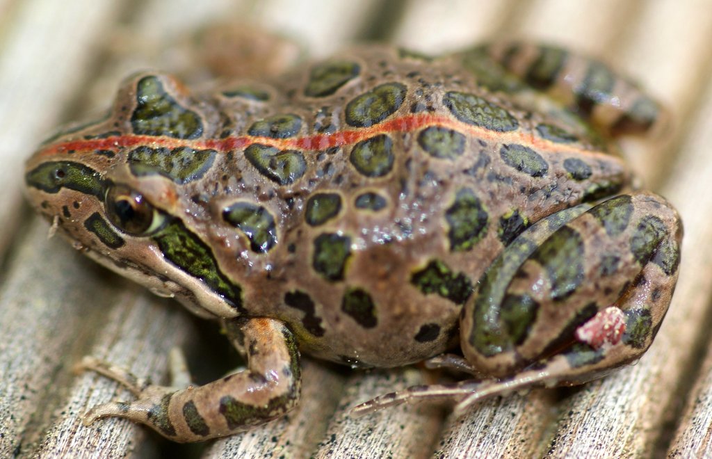 Spotted Marsh Frog reference