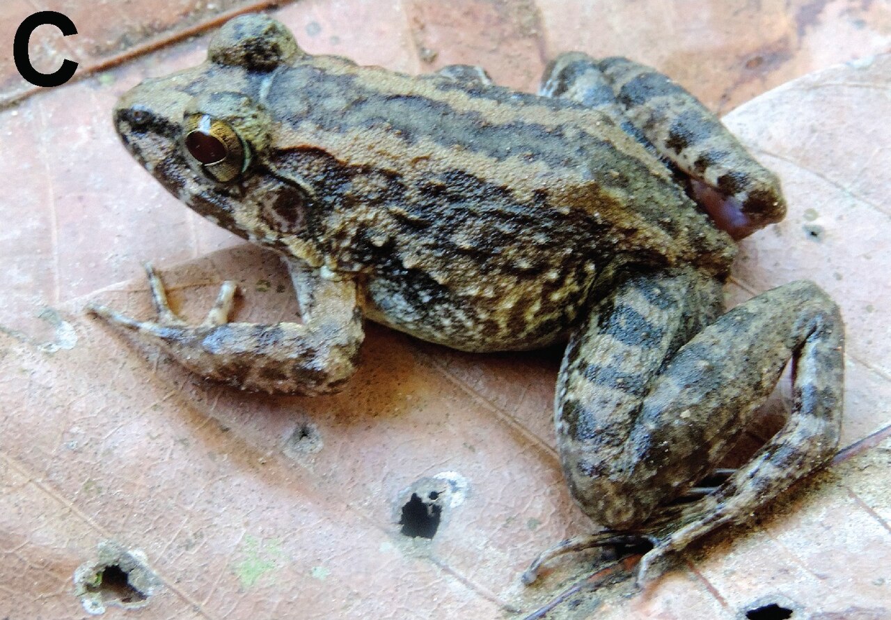 Sulawesi Wart Frog reference