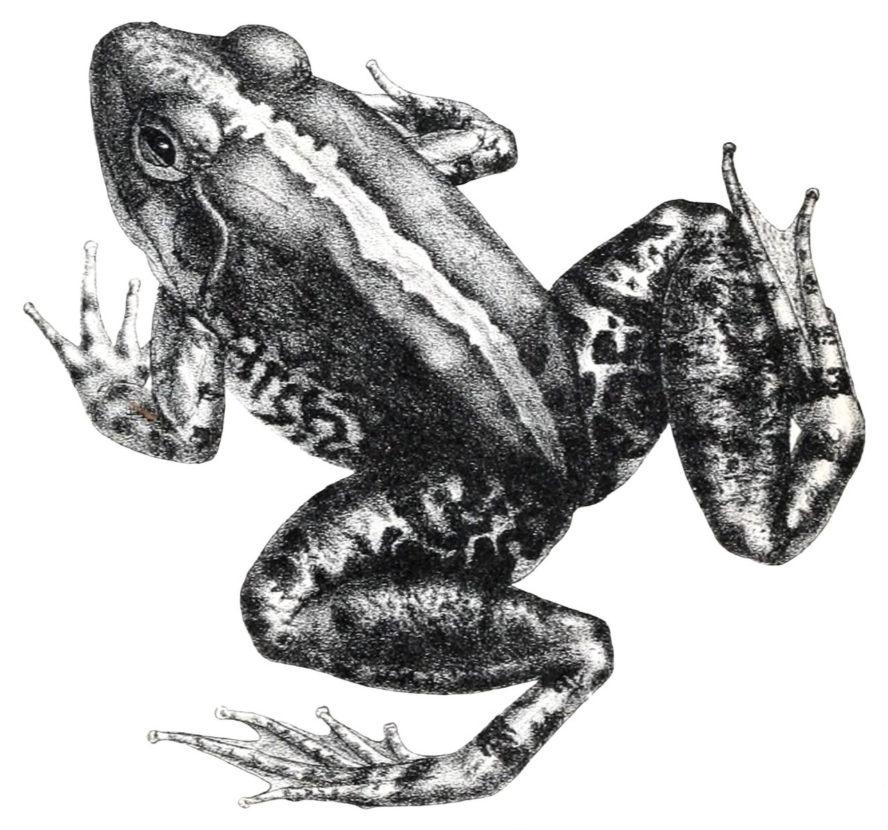 Limnonectes modestus reference