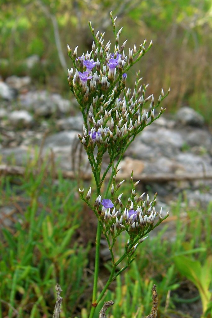 Carolina Sea Lavender reference