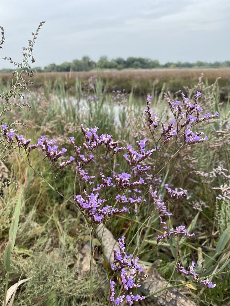 Swamp Sea-lavender reference
