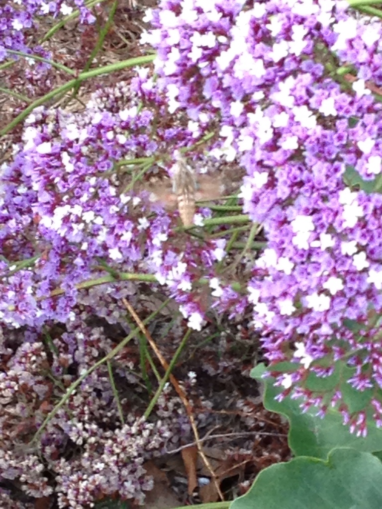 Perez's sea lavender reference