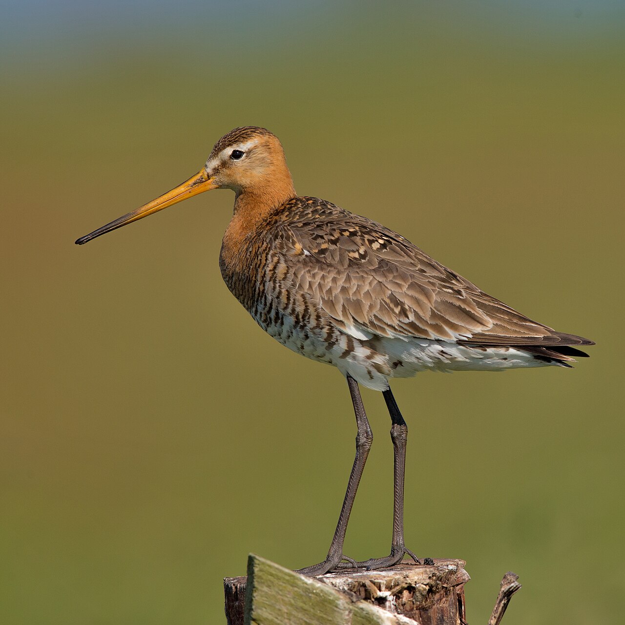 Black-tailed Godwit reference