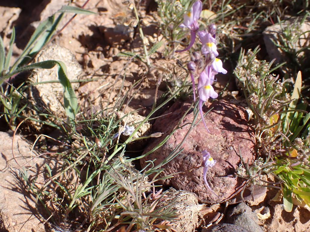 Annual Toadflax reference