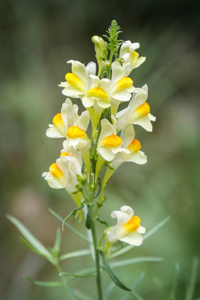 common toadflax reference