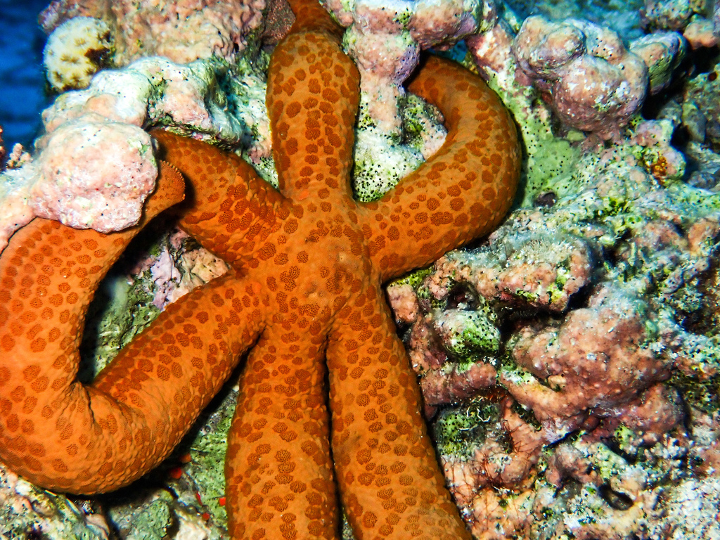 Guilding's Sea Star reference