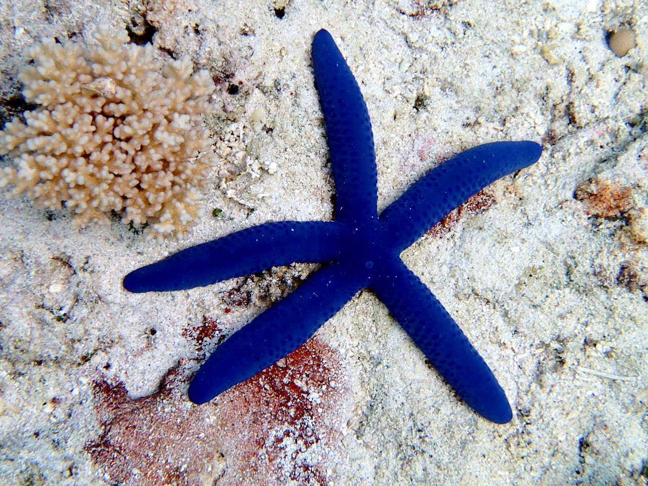 Blue Sea Star reference