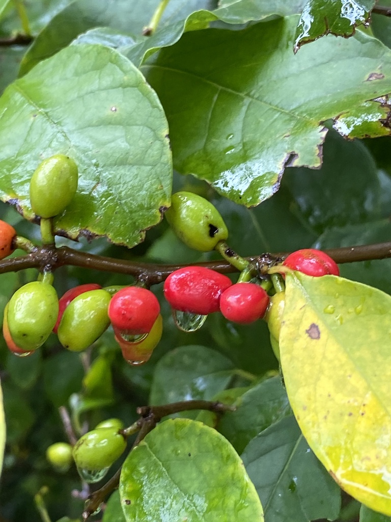 northern spicebush reference