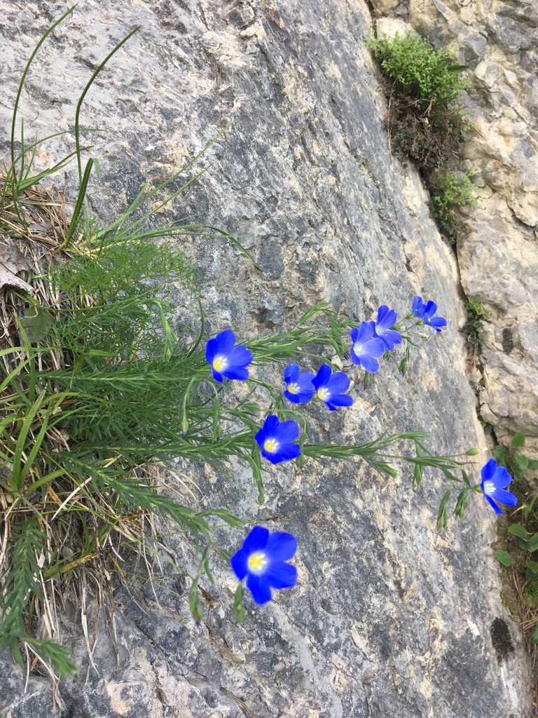 Linum perenne reference