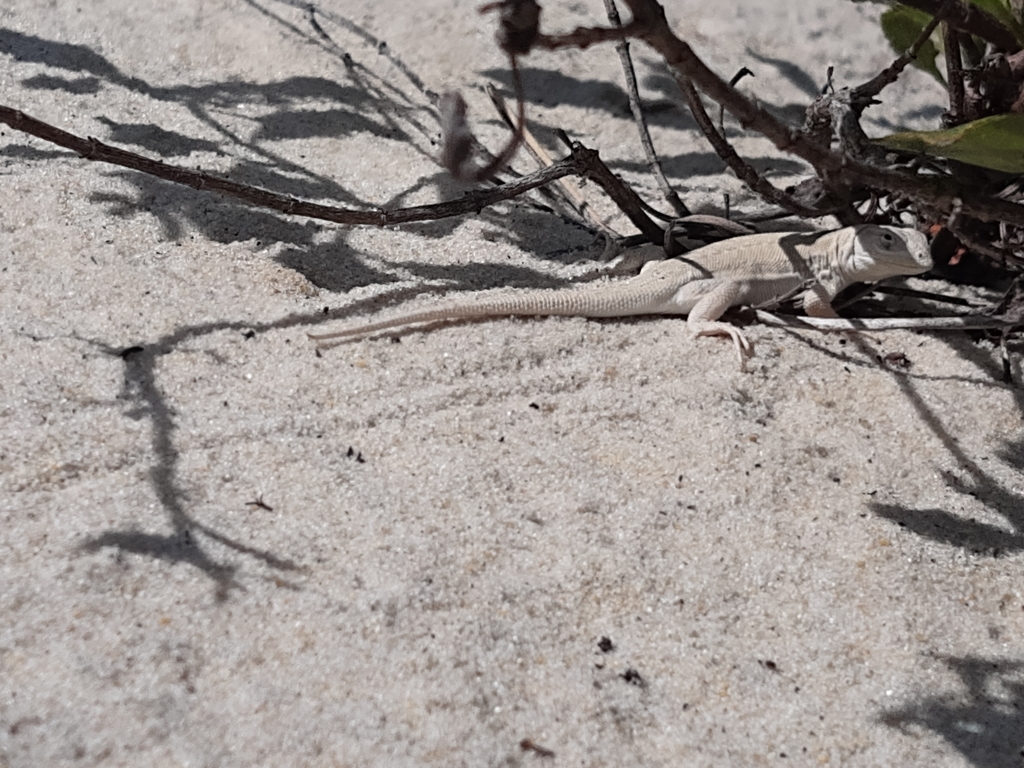 Skull Tree Iguana reference