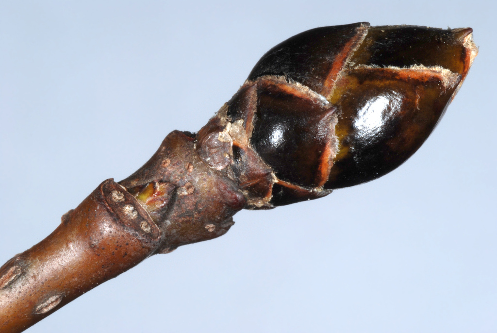 American sweetgum reference
