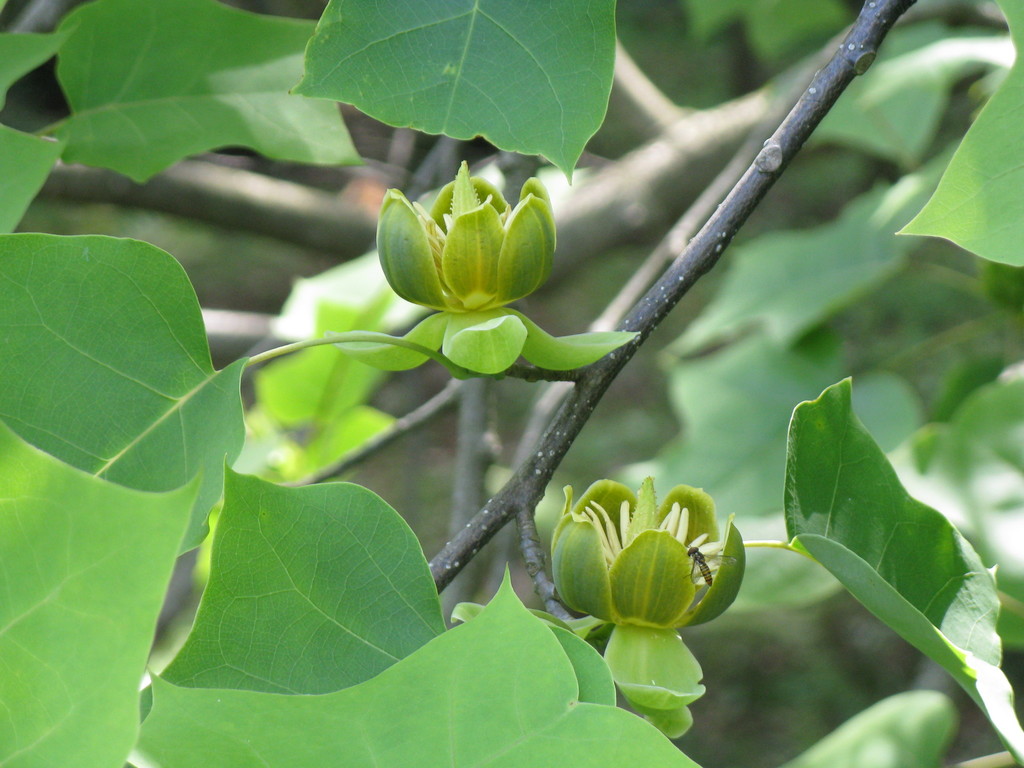 Chinese tulip tree reference