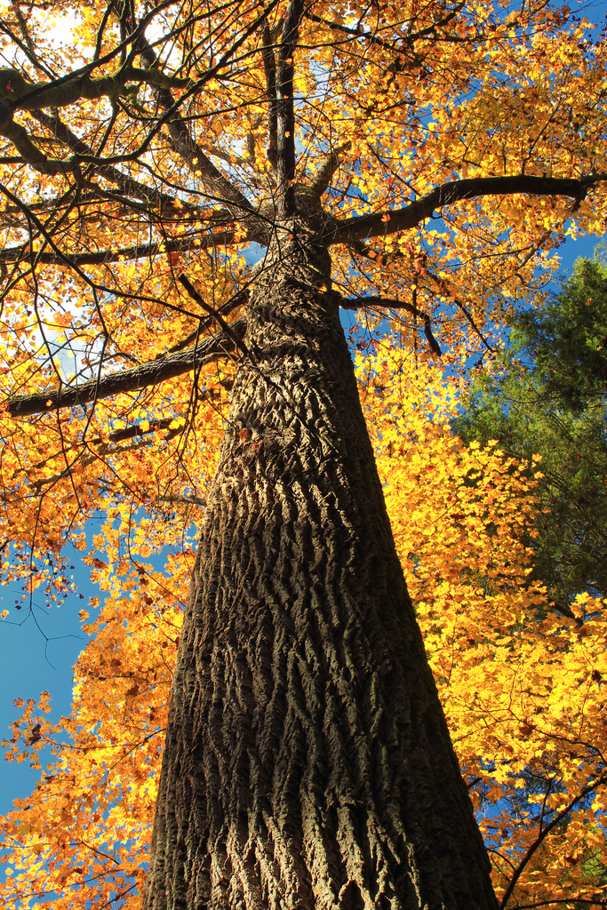 American Tuliptree reference