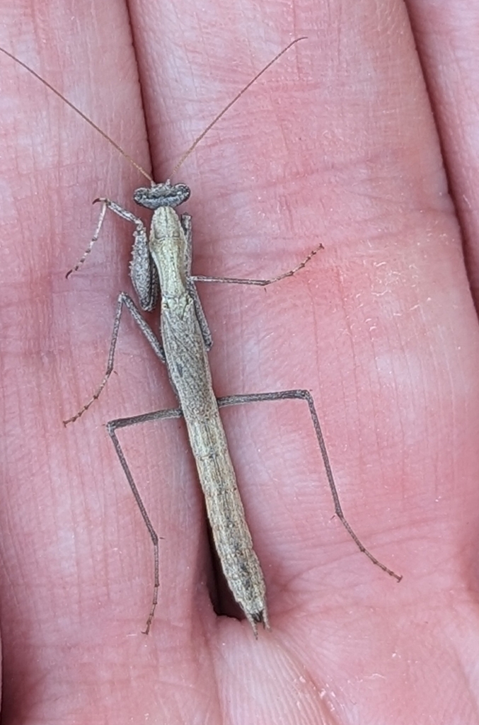 Agile Ground Mantis reference