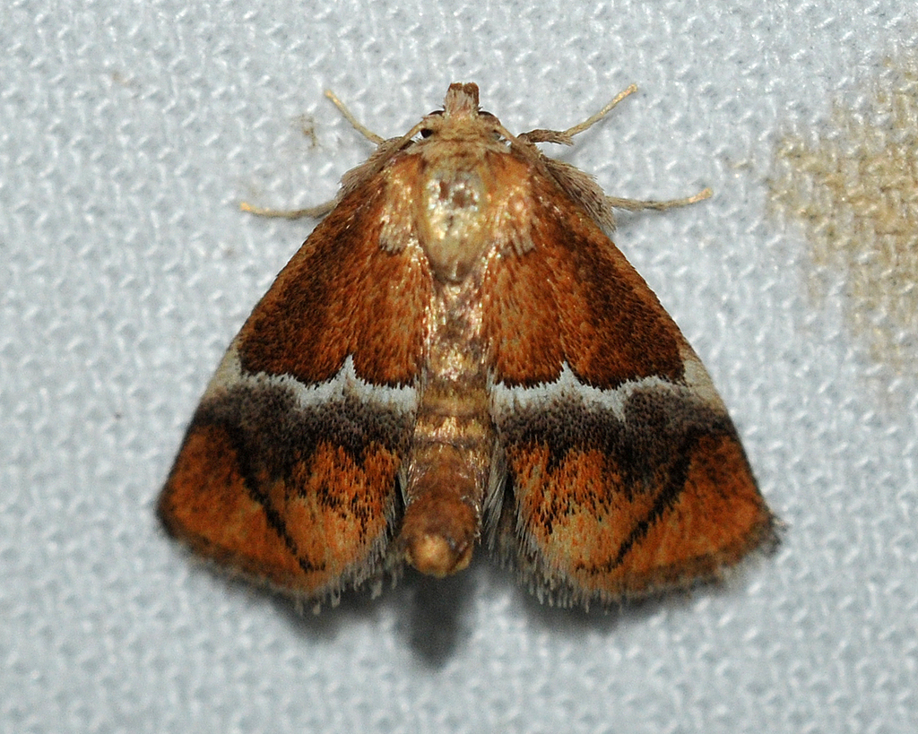 Yellow-shouldered Slug Moth reference