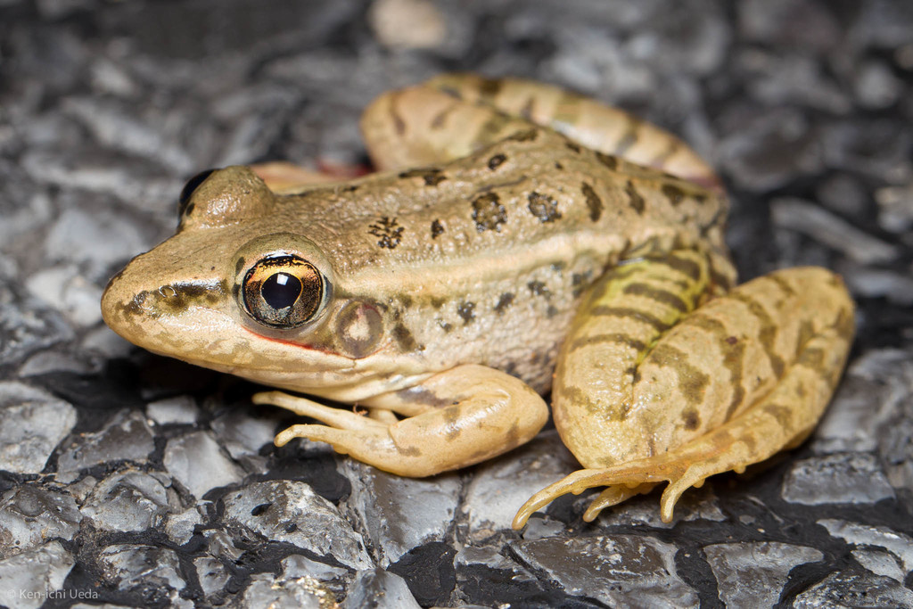 Rio Grande Leopard Frog reference