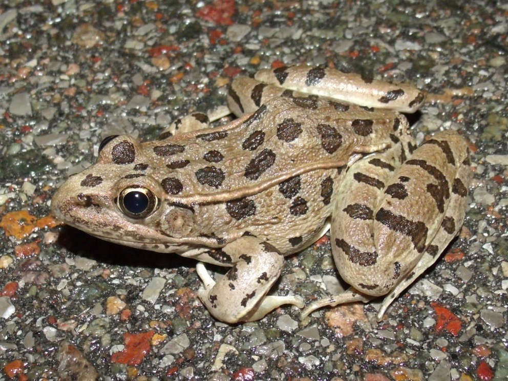 Plains Leopard Frog reference