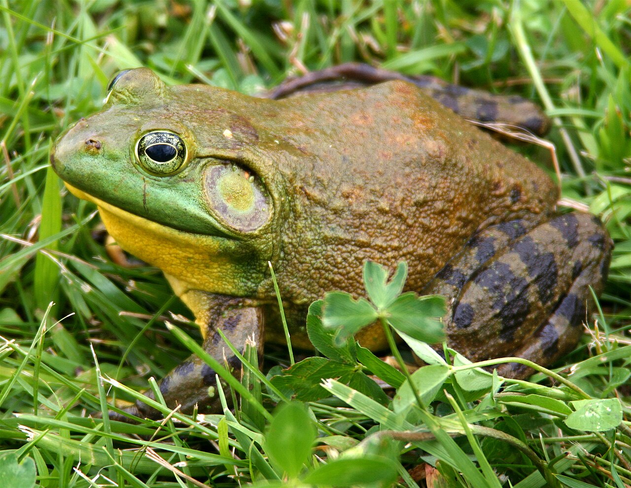 American Bullfrog reference