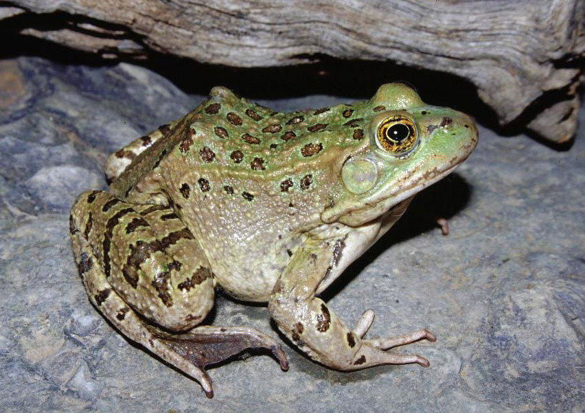 Chiricahua Leopard Frog reference