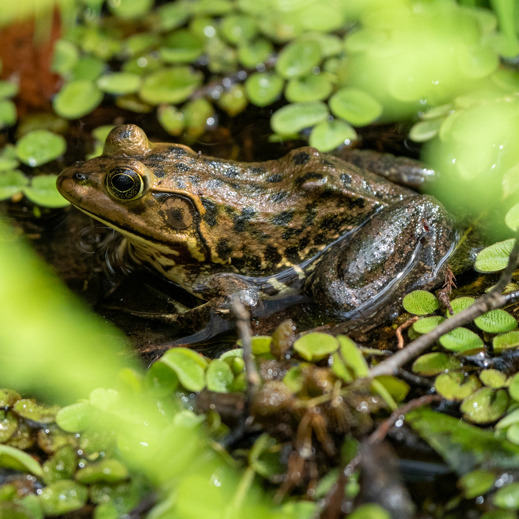 Pig Frog reference