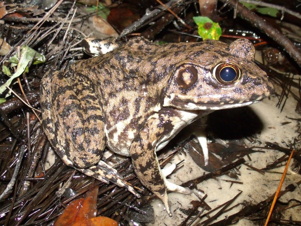 River Frog reference