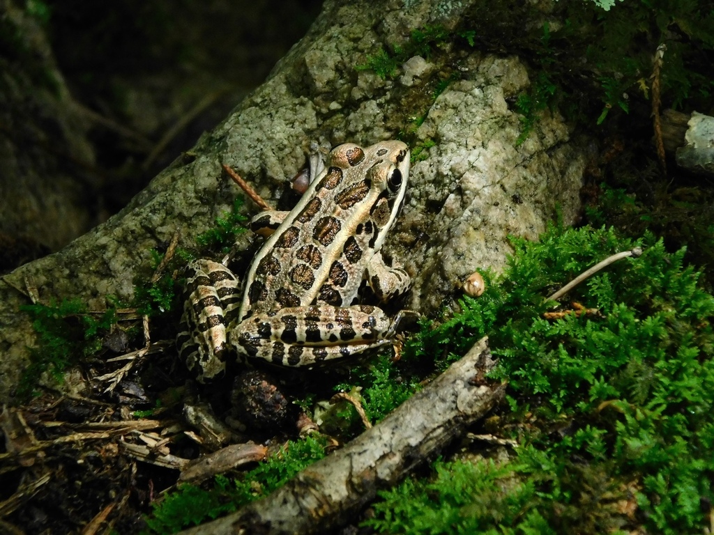 Pickerel Frog reference