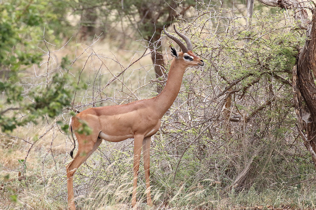 Gerenuk reference