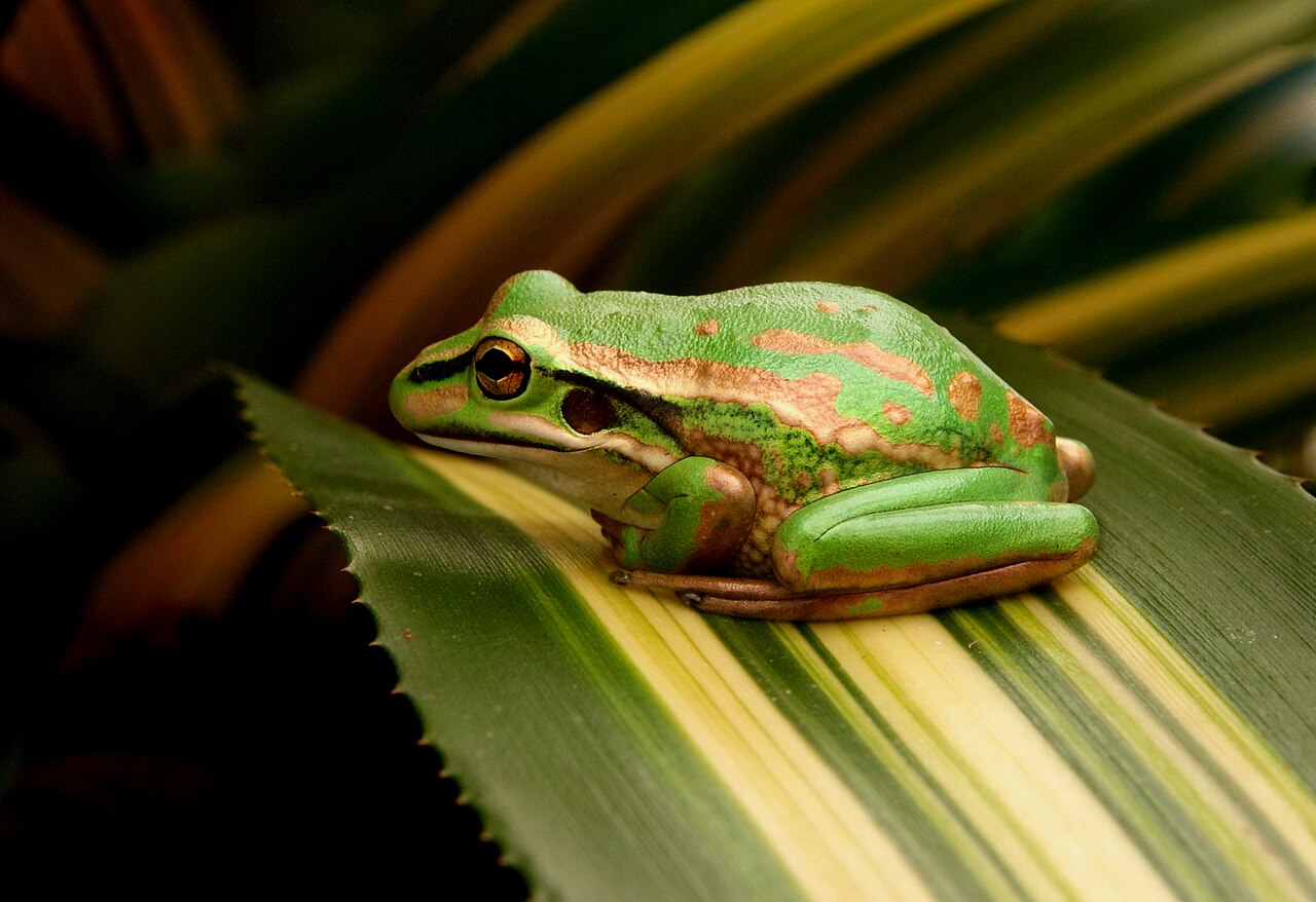 Green and Golden Bell Frog reference
