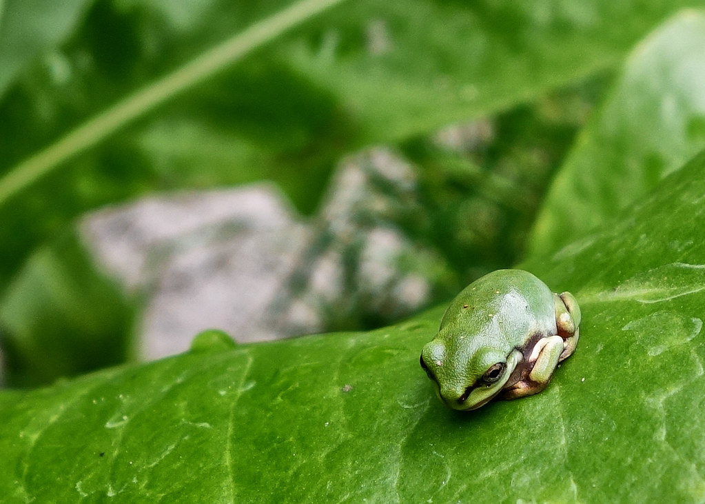 White's Tree Frog reference