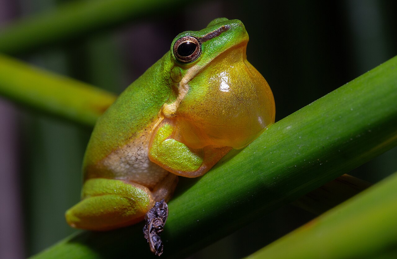 Litoria fallax reference