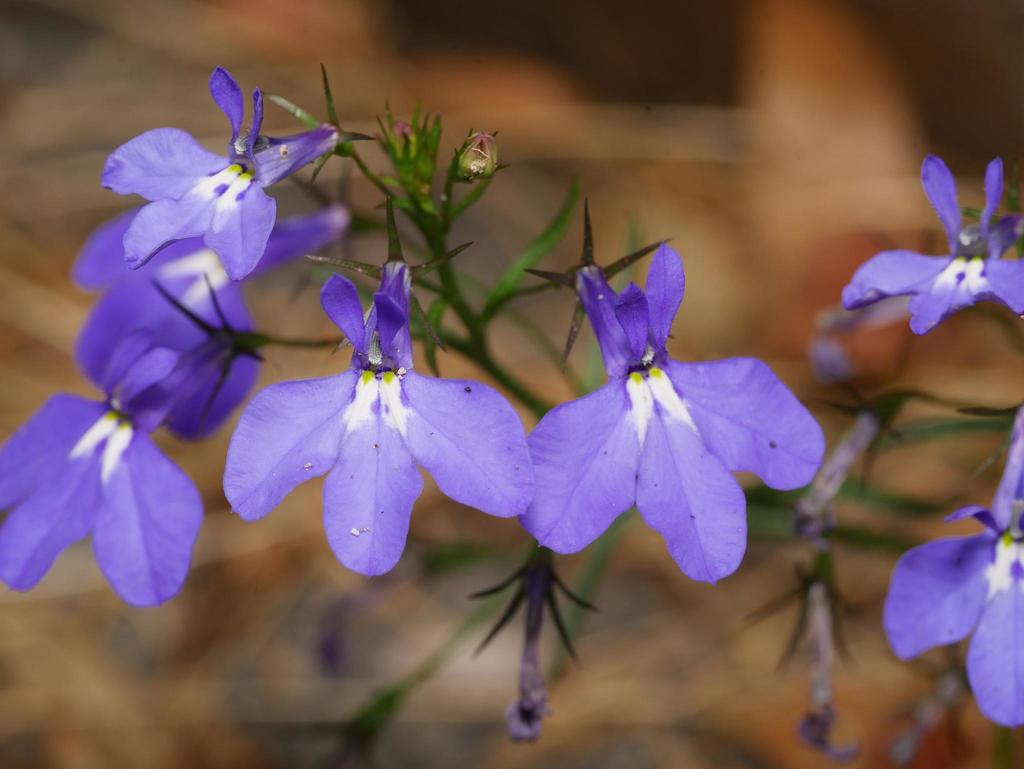 Garden Lobelia reference
