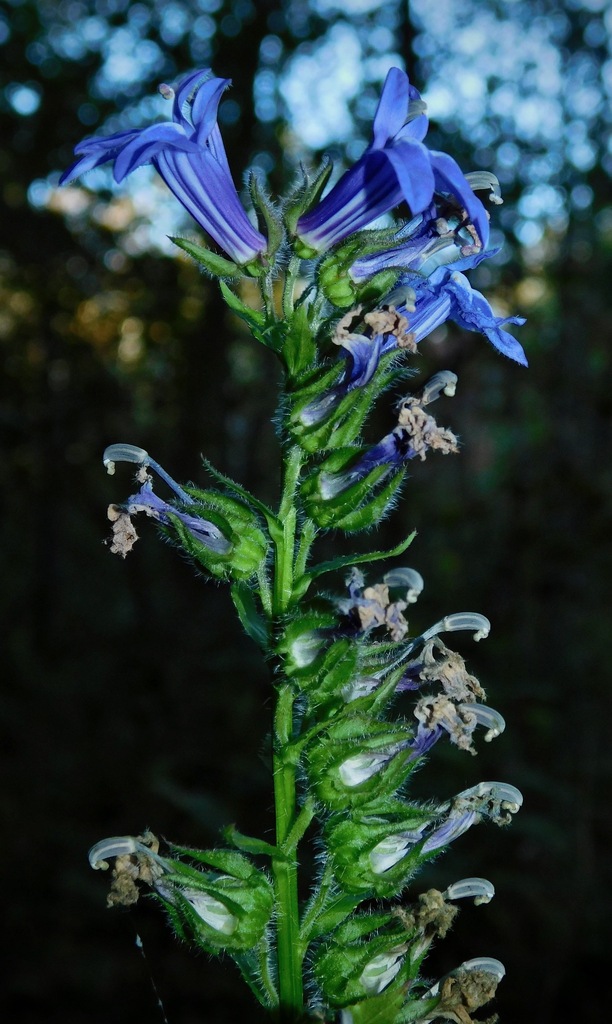 great blue lobelia reference