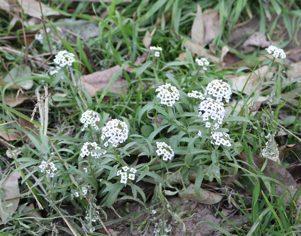 Sweet Alyssum reference