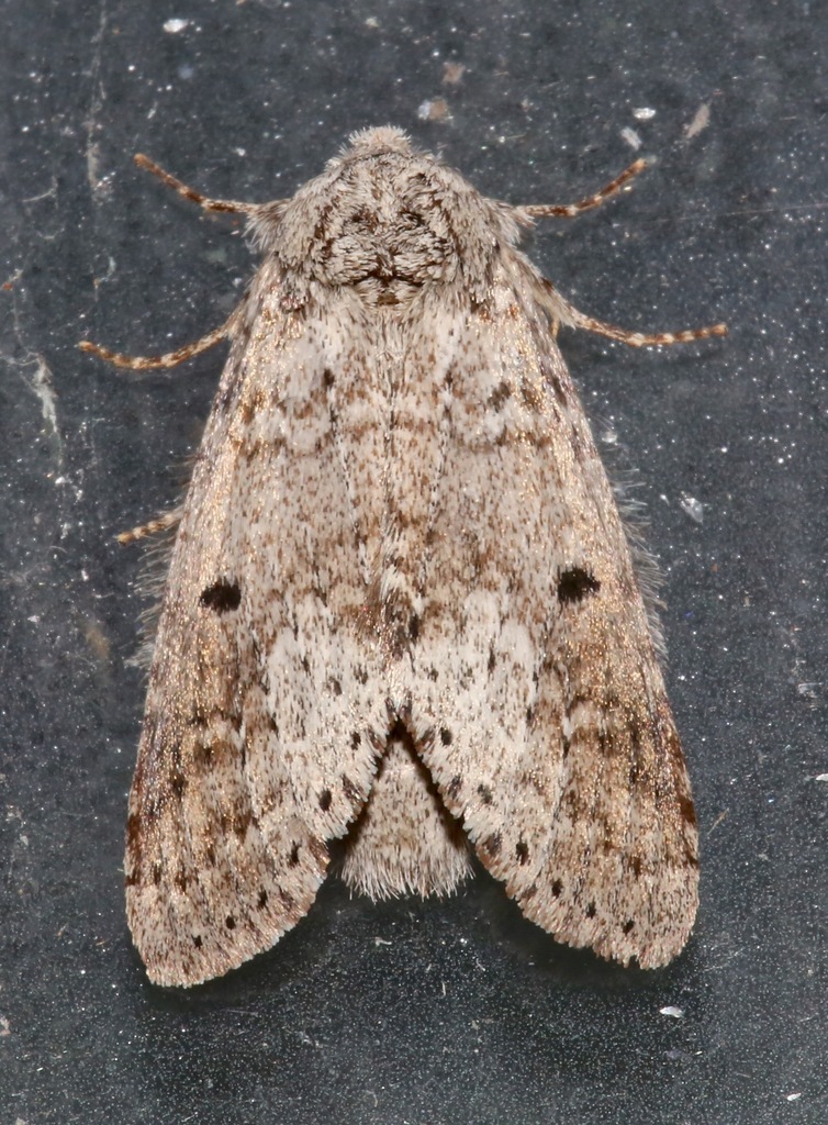 Variable Oakleaf Caterpillar Moth reference