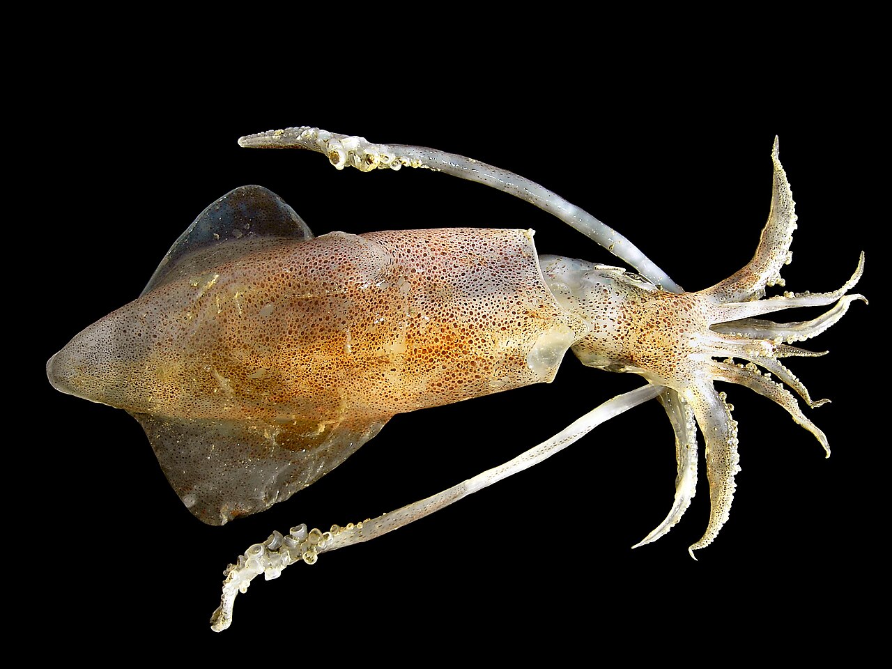 European Squid reference